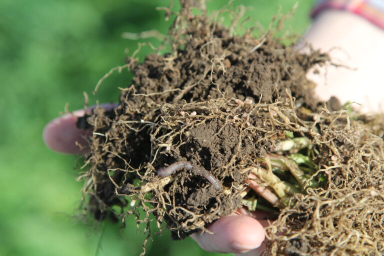 Building a Robust Soil Ecosystem