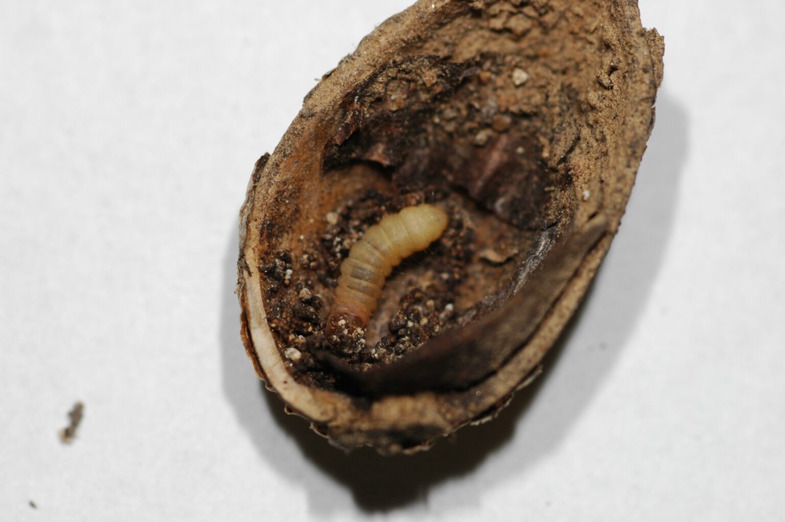 Winter Sanitation in Pistachios West Coast Nut