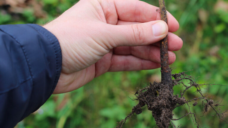 Variety and Rootstock Decisions in a Newly Planted Orchard: Consider Field History, Climate and Pest Issues Before Making Rootstock and Variety Selections – My Ag Life Episode 32