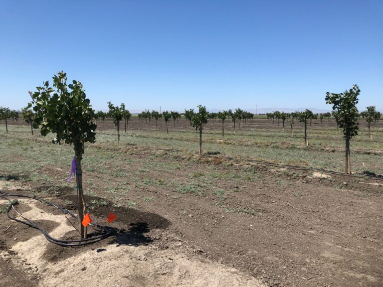 Aggressive New Weed Invades Pistachio Orchards