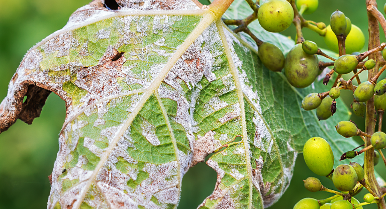 Early Management of Grapevine Powdery Mildew: Sound Fungicide Program is Critical to Prevent a Recurrence of Last Year’s Outbreak – My Ag Life Episode 28