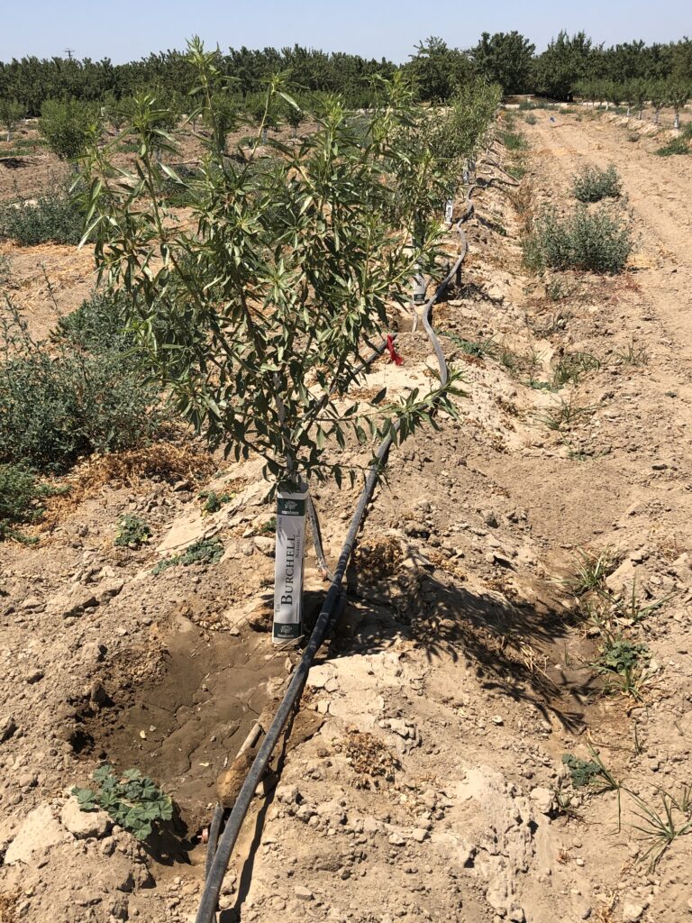 Whole-Orchard Recycling in Almond
