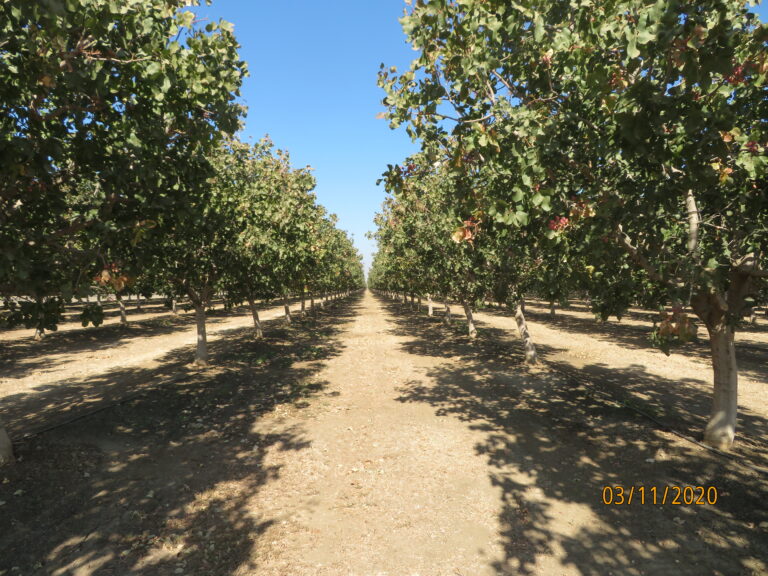 Canopy Management in Pistachio Production