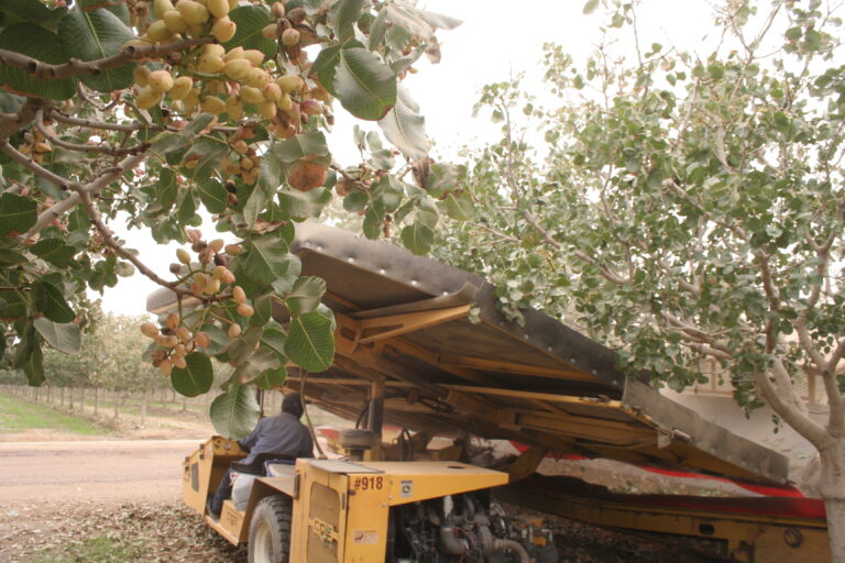 Pistachio Prices Expected to Remain Stable
