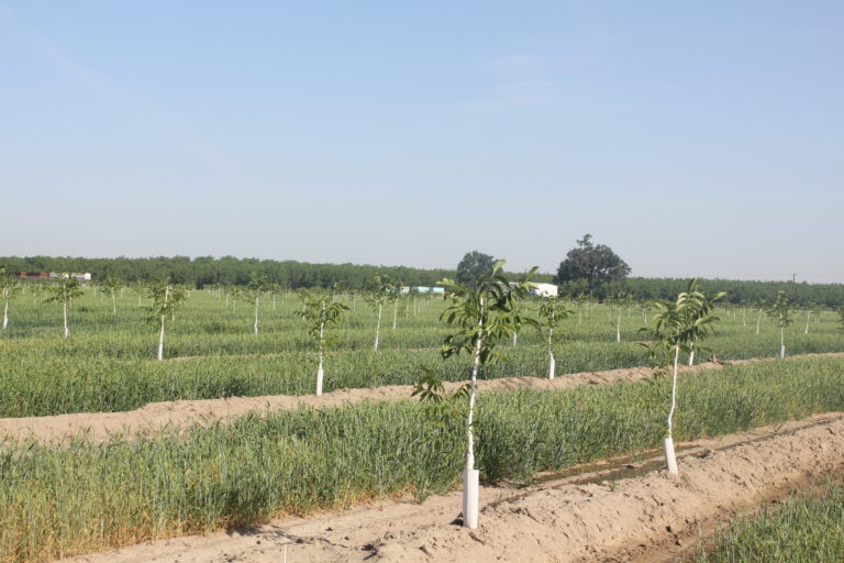 Walnut Replant Decisions