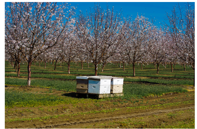 2021 Almond Pollination Outlook: Economic Outlook and Other Considerations