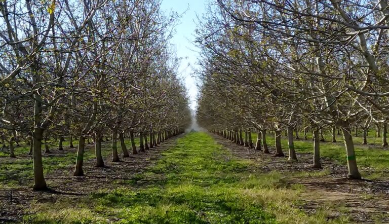 Planning for Spring Pest  Management in Walnuts