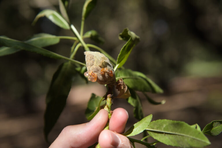 Spring Diseases Provide Challenge for Almond Growers