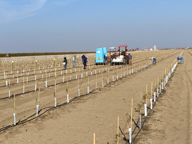 High Density Planting to Increase Yield