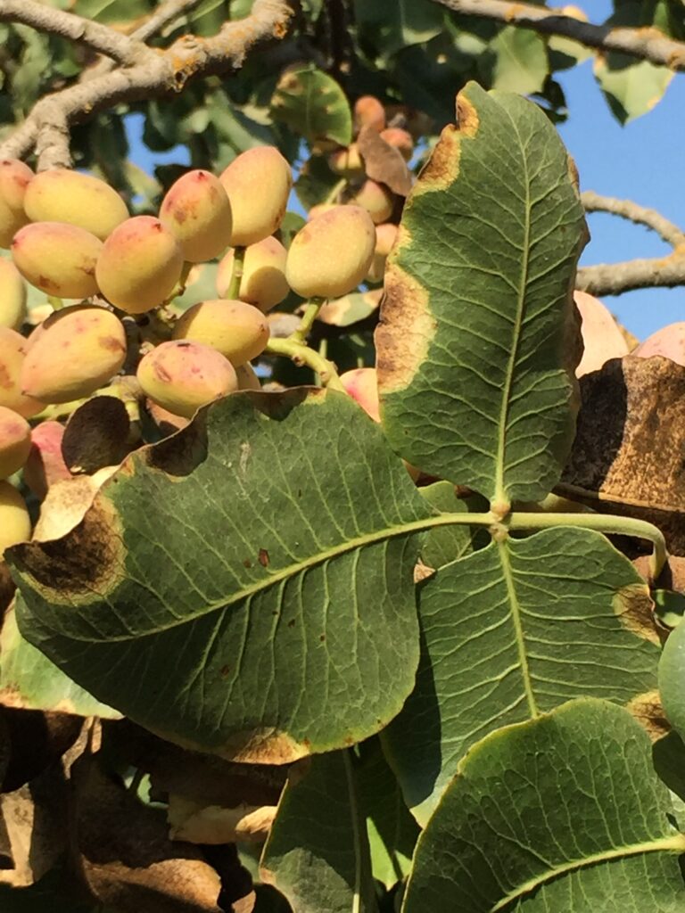 Late Blight Concerns in Pistachios