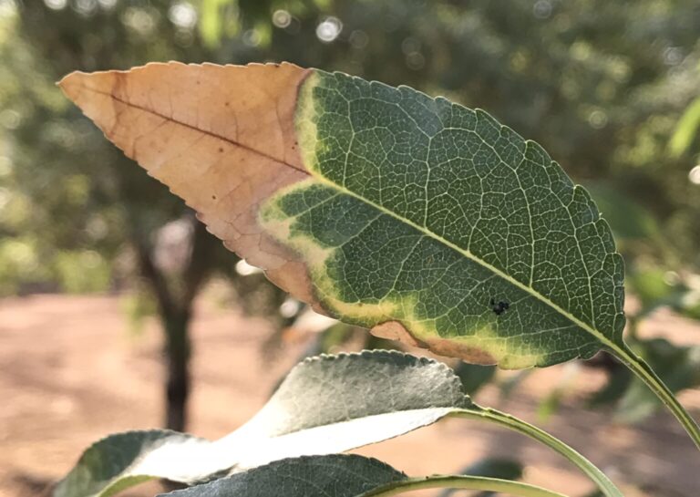 Almond Leaf Scorch on the Rise in Parts of California