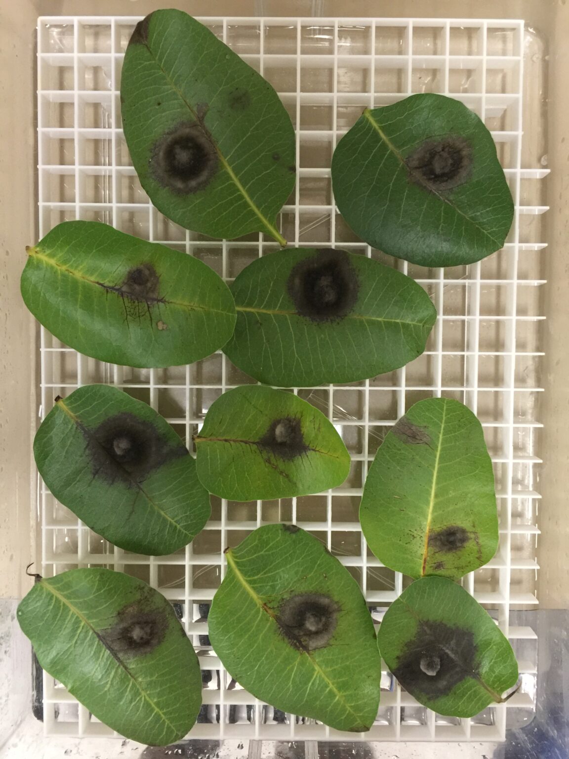 Late Blight Concerns in Pistachios West Coast Nut