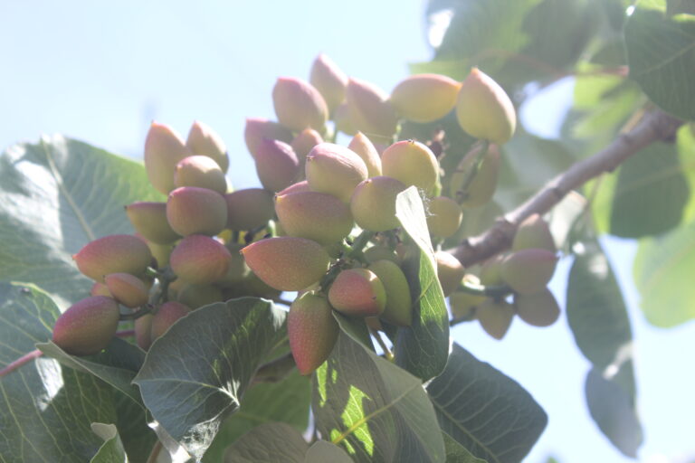 Regional Considerations for Pistachio Growers