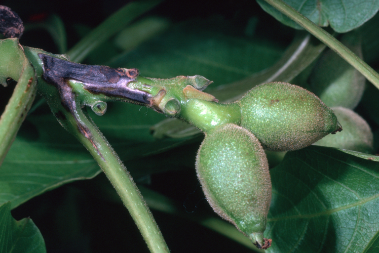 Walnut Pathogens on the Rise