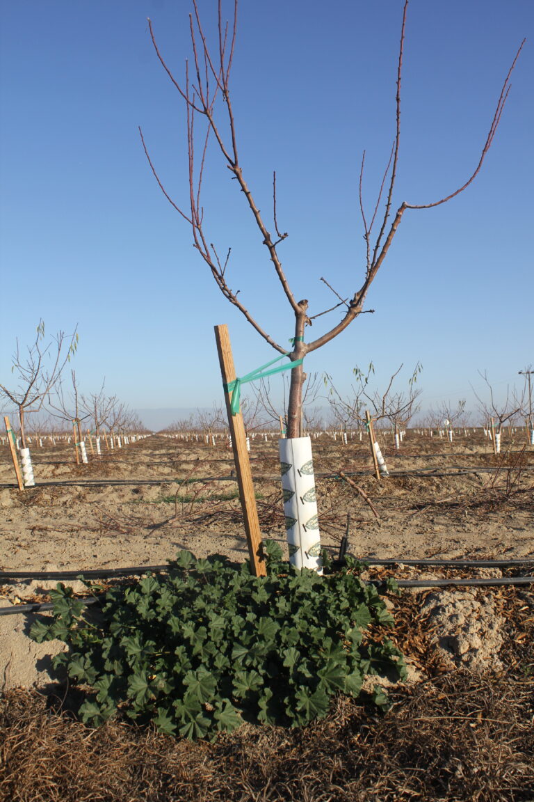 Weed Control in Young Almond Orchards