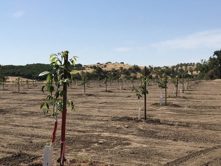 Pre-Plant Steps to Reduce Nematode Infestation in Walnut