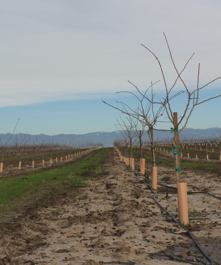Warmer Winters Signal Adjustments in Pistachio Production
