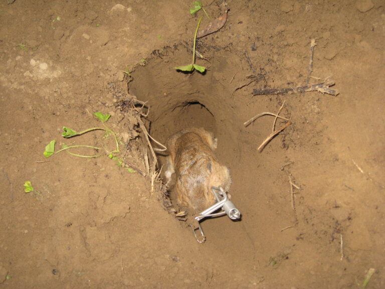 Time to Look for Gopher Activity