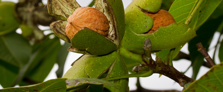 MyAgLife Episode 42: Planning for Spring Pest Management in Walnuts