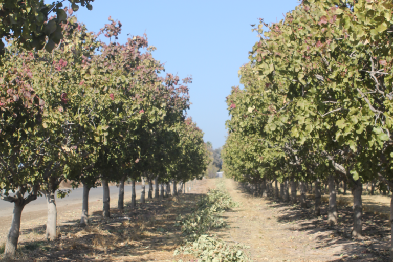 Canopy Management in Pistachio for Good-Quality Annual Crops