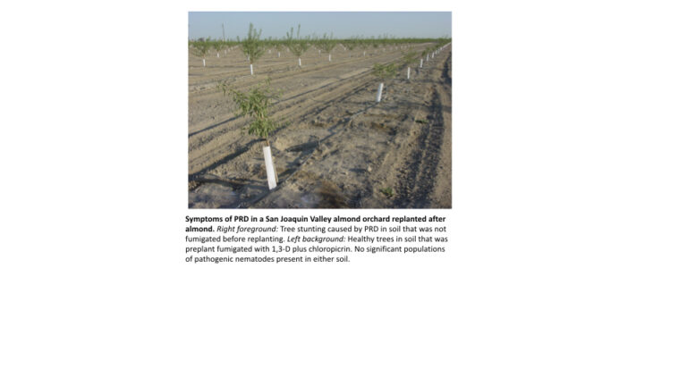 Considerations for Replanting an Almond Orchard