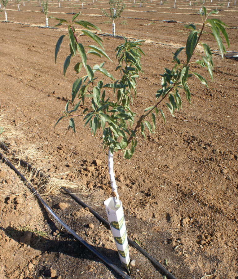 Optimizing Orchard Profitability in Almonds