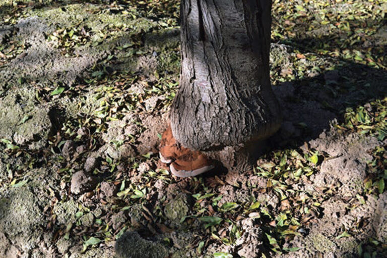 Ganoderma Butt Rot: New Fungal Species Fells Young Trees