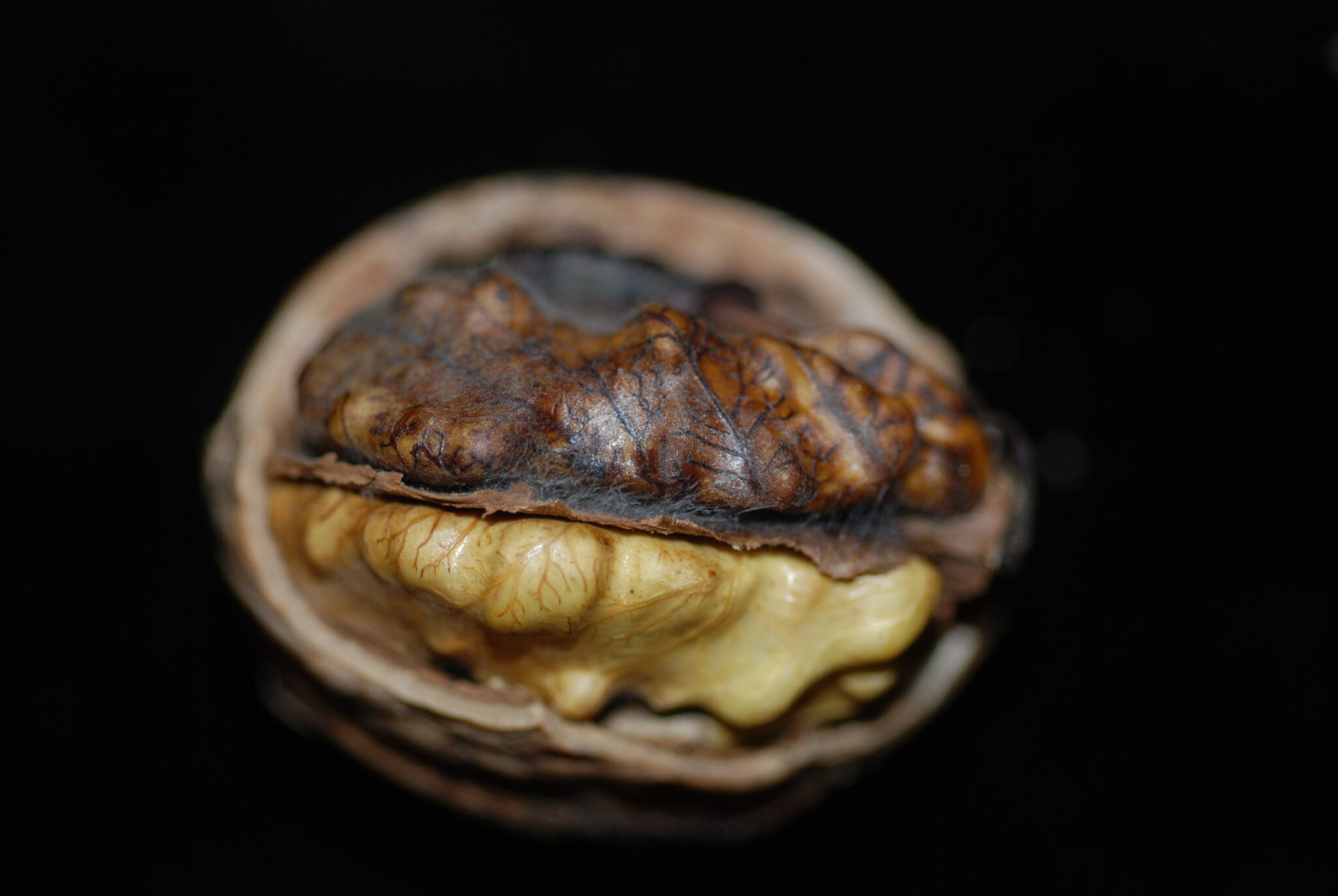 New Findings on Walnut Kernel Mold West Coast Nut