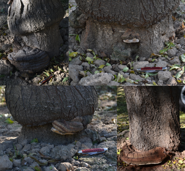 Ganoderma Rot Ganoderma Butt Rot: New Fungal Species Fells Young Trees | West Coast Nut