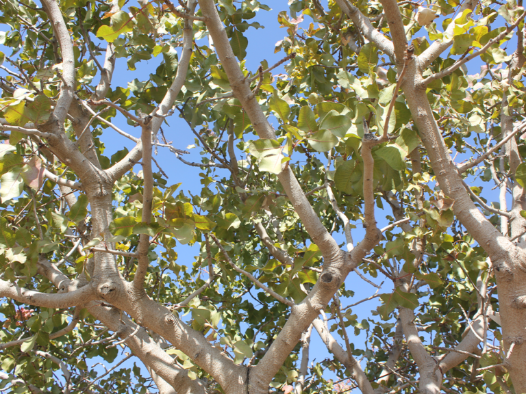 Effects of Wildfire Smoke on Pistachio Orchards