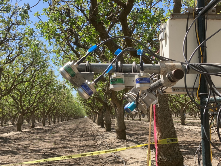 Exploring Benefits of Cover Crops in Pistachios