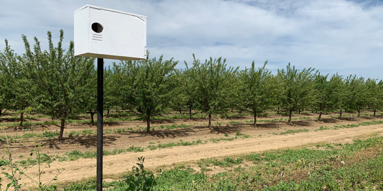 Barn Owls for Improved Rodent Control