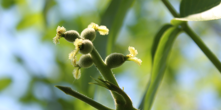 Pistillate Flower Abortion in Susceptible Walnut Varieties