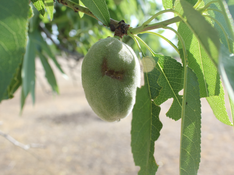 Dry, Warm Winter May Impact Insect Pest Dynamics