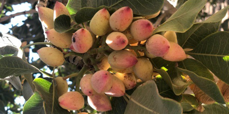 Updated UC Cost Study Available for Pistachio Production