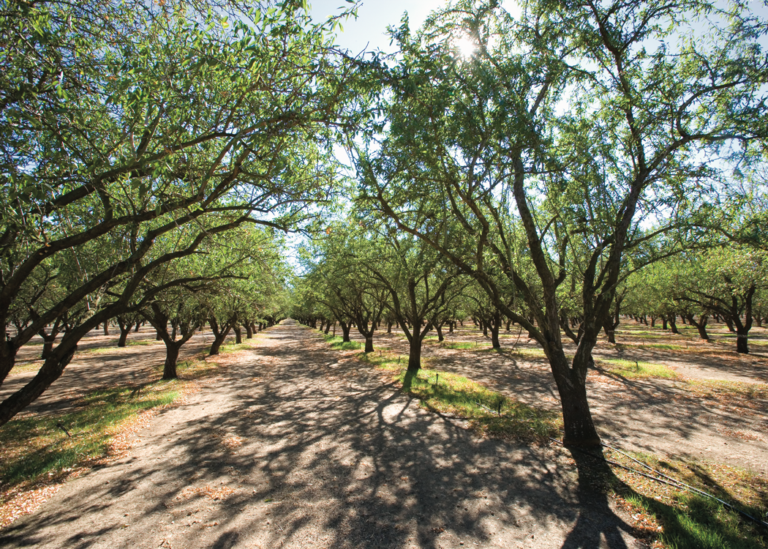 Developing a Long-Term Plan for Your Orchard: Take it Five Years at a Time