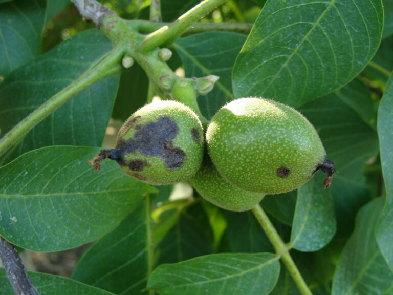 Research Aims to Identify and Prevent Walnut Blight