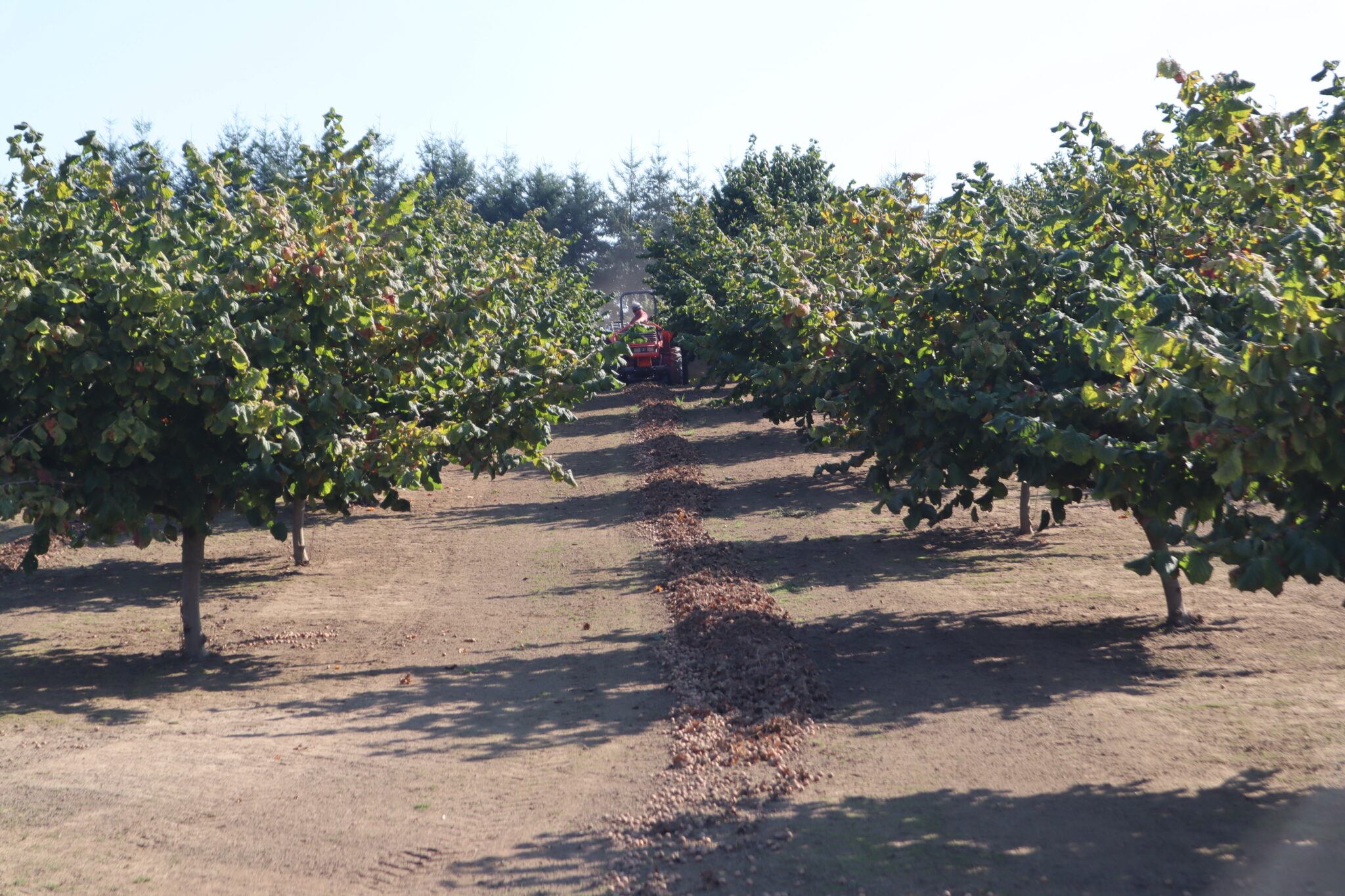 Oregon Hazelnut Varieties in a Nutshell | West Coast Nut