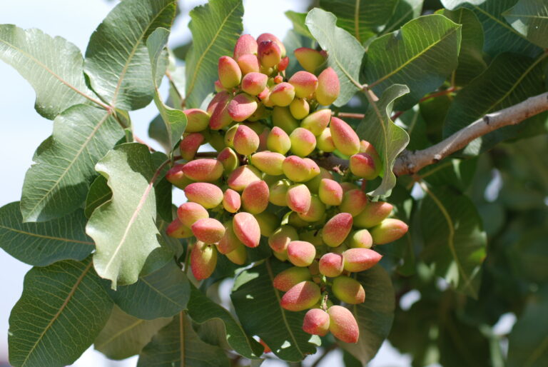 Useful Tools for Creating a Pistachio Nutrition Plan