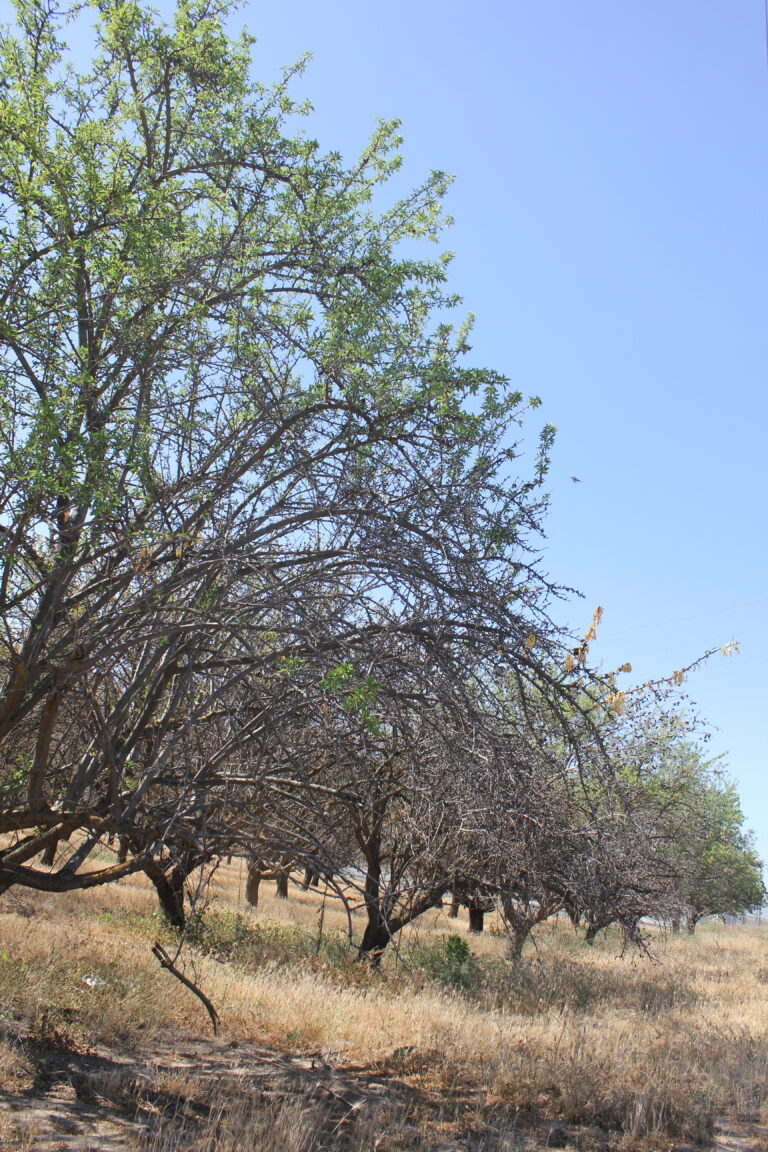 Drought and Tree Crops