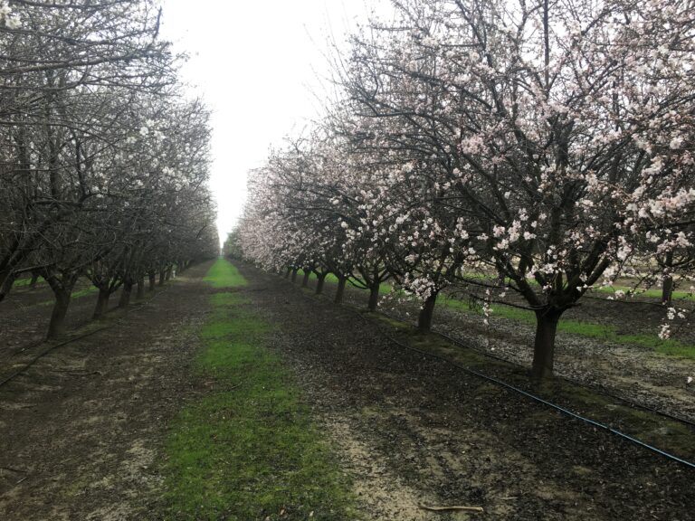 Varietal Research Leads to Latest Almond Variety