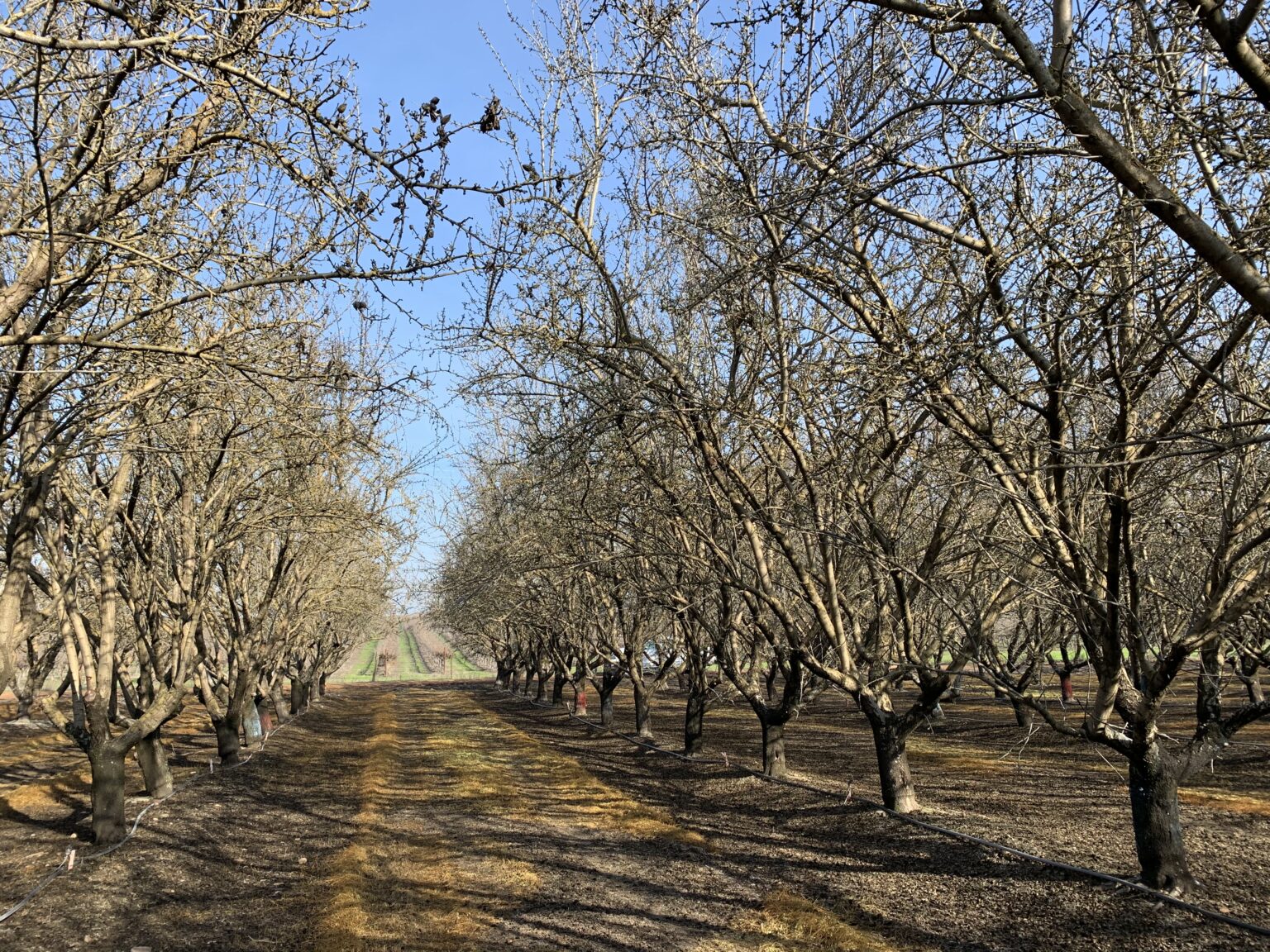 Orchard Spacing Considerations in a Tree Nut Orchard West Coast Nut