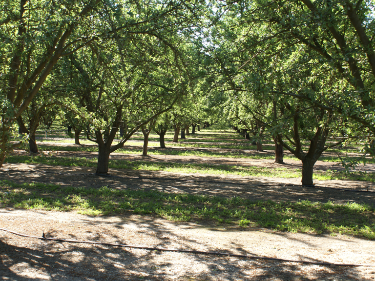 USDA Report Predicts Continued Increase in Almond Production in 2021