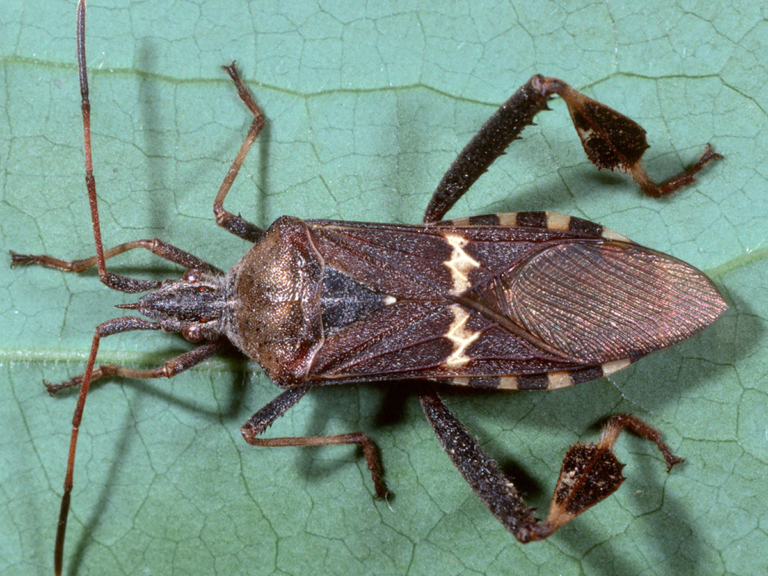 Leaffooted Bugs on the Move in Pistachios