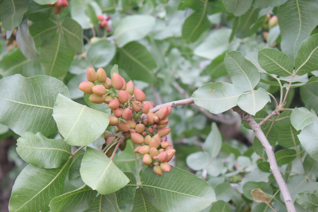 Five Things a Pistachio Grower Wants to See in the Orchard this Summer ...