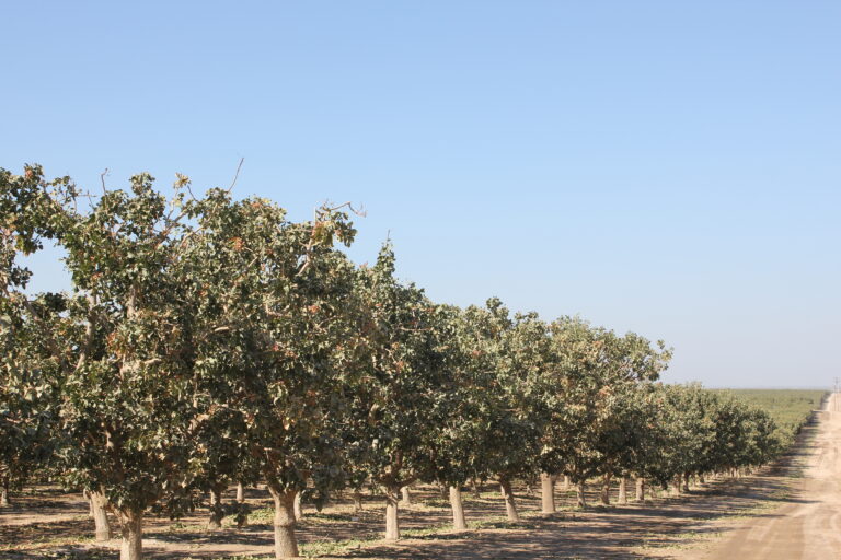 Orchard Spacing Considerations in a Tree Nut Orchard
