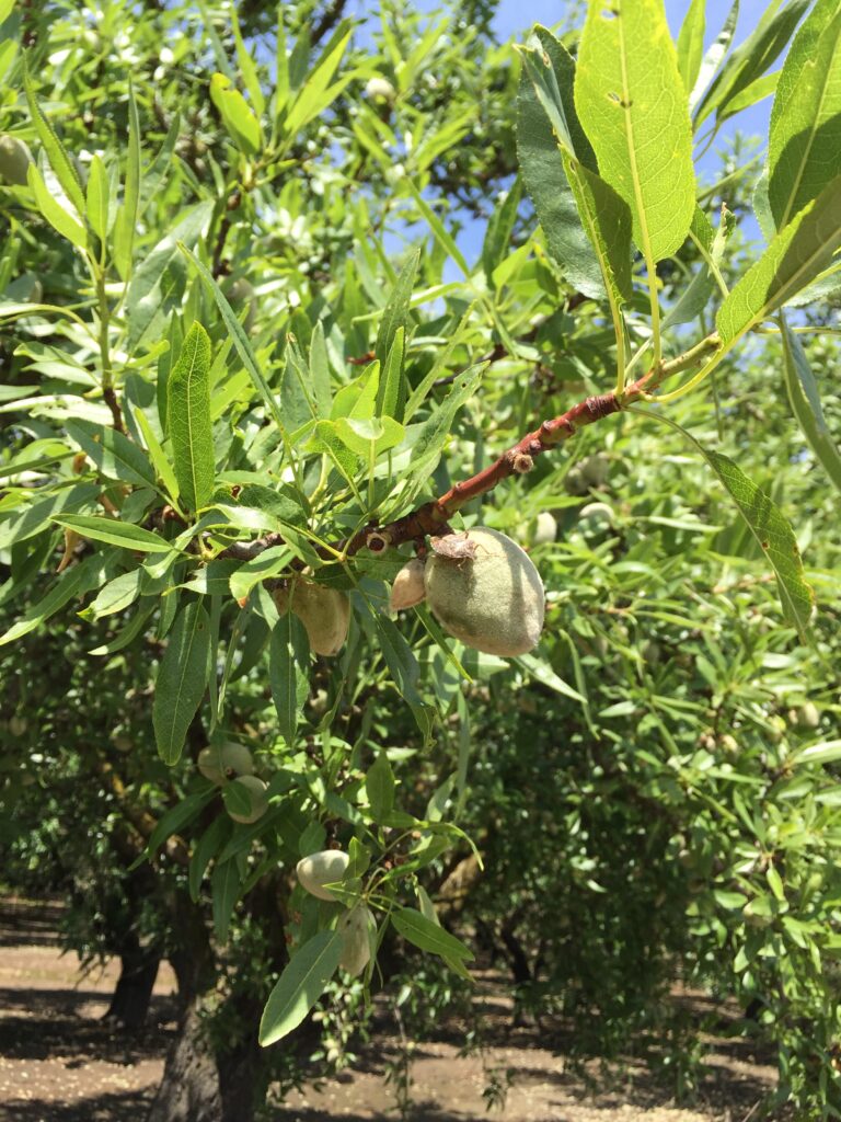 Answers Emerging on BMSB Threat to Almonds