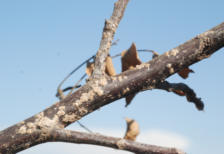 Monitoring for Walnut Scale