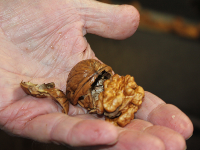 Manage Water for Walnut Quality