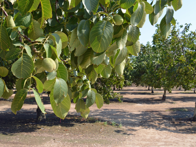 UC Drought Resources Available for Orchard Settings